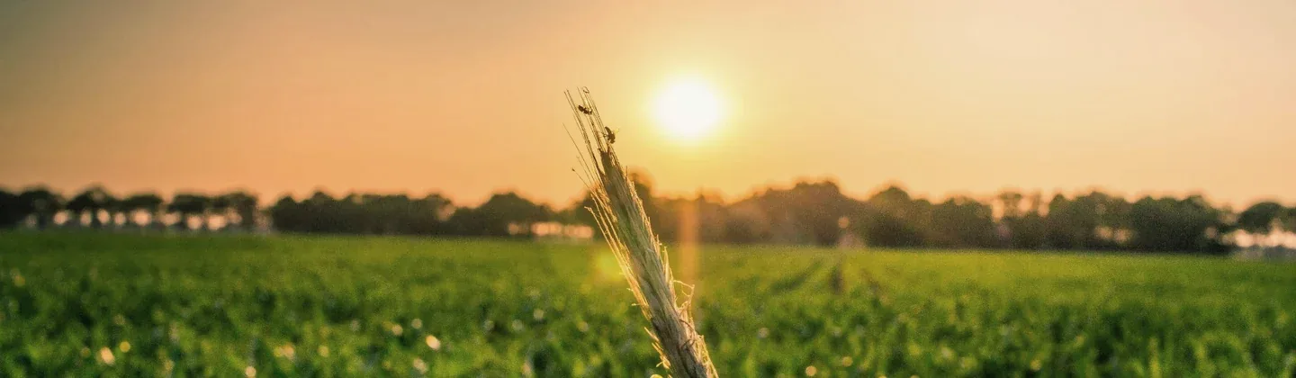 Campo cultivado no final da tarde